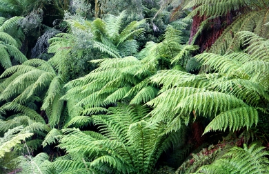 Tasmansk trærbregne