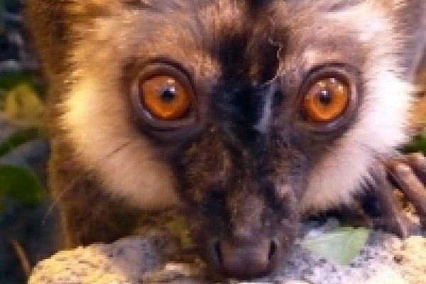 brunhoved_lemur_komm._2011_1